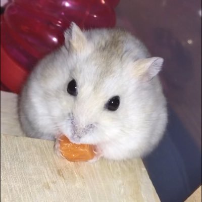 g13bL2iw5qC2Ena's profile picture. 