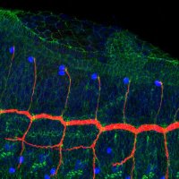 Llimargas Lab (@llimargaslab) 's Twitter Profile