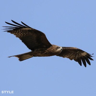 北の鳶