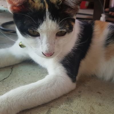 ppmnuk's profile picture. 