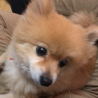 ポメ吉さんCBF#26 (@f27a2477zbvz) 's Twitter Profile Photo ポメ吉さんCBF#26 (@f27a2477zbvz) 's Twitter Profile Photo