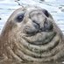 Giant Otter Raiser (@ben_richie) Twitter profile photo