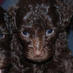 David Siminoff (@dsiminoff) Twitter profile photo David Siminoff (@dsiminoff) Twitter profile photo
