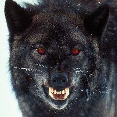 PezoaR's profile picture. Mejor que muchos, y peor que otros...