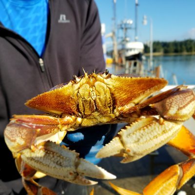 Funded by the #OregonDungeness #Crab industry, as a commodity commission under the umbrella of the Oregon Department of Agriculture, representing 423 crabbers.