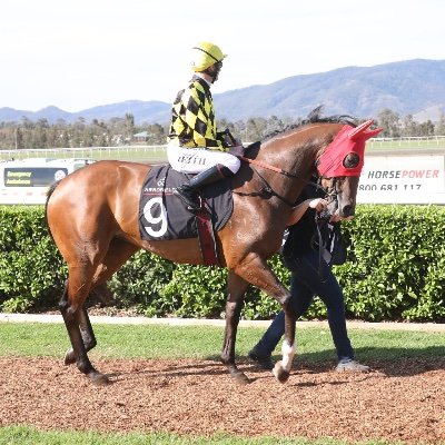 LGavranich's profile picture. Co-Trainer, Paul Messara Racing