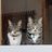ひだまり猫のアイコン