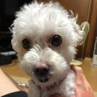 maro (@koto0830maro) Twitter profile photo