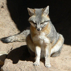 Mark Fox