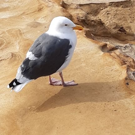 Pilarica22221's profile picture. Learning about everything