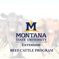 Montana State University Beef Extension (@msubeefext) 's Twitter Profile