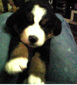 shingkarkar's profile picture. I born in Sai Kung Hong Kong. I am four years old. I loves playing and working VVVV much. My origin was coming from Swiss Bernese Mountain.