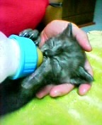 yodelhigin's profile picture. 