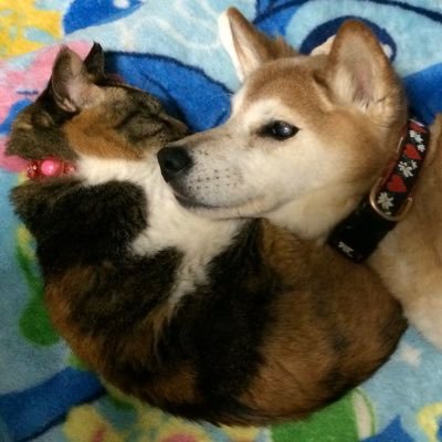 _fiori_'s profile picture. さいたまー!で、わんこ(柴mix 19歳8ヶ月5日没)＆にゃんこ(mix 最多時11匹 数匹は虐待経験有 母子一緒に保護)と共に、地味に賑やかに暮らしています。世界中の生き物とペットちゃんとそのご家族様にご多幸あれー！ #秘密結社老犬倶楽部天国支部 #秘密結社老猫倶楽部 #秘密結社老猫倶楽部天国支部