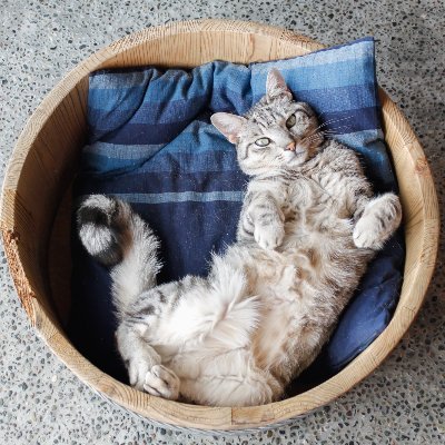 Sakuramoegi さくらもえぎ 猫ねこ展覧会21in松山庭園美術館 Sakura Ponzu Twitter Sakuramoegi さくらもえぎ 猫ねこ展覧会21in松山庭園美術館 Sakura Ponzu Twitter