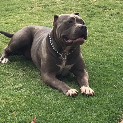 BullyCartel's profile picture. There’s no such thing as a bad day when you come home to a Bully