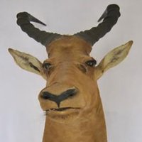 Lewi Boome (@lewiboome) 's Twitter Profile