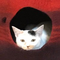 かさまのポポ (@ellisheath) 's Twitter Profile