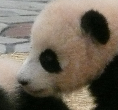 littlepoteko's profile picture. 日常を呟いたり手芸作品の写真をアップしたり。LOVEなもの:Panda。語学（瑞語、仏語などなど。只今独語挑戦中）。 瑞典史にもハマり中。