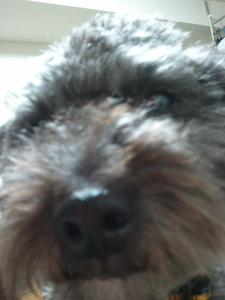 kamumegu's profile picture. 2017年3月にムスメ誕生、2020年3月にムスコ誕生｜フルタイム｜愛犬トイプーとミニチュアダックスは2022年に2匹とも天国へ…｜marvelが好き｜NCISが好き｜北の大地でしか暮らしたことが無い｜無言フォロー失礼します🙇🏻‍♀️