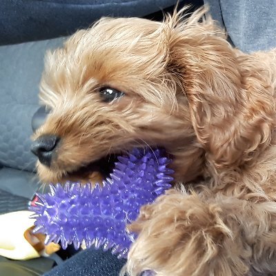 Fun loving Cavoodle puppy in Adelaide... If I meet you please stop for a fuss :)