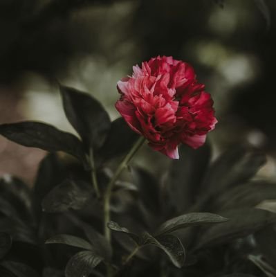 HarryDass8's profile picture. 