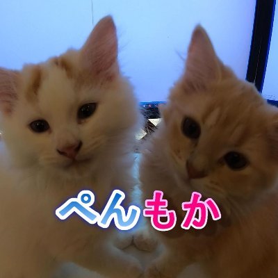 ぺんもからて😸三匹の猫を飼い始めました😽さんのプロフィール画像