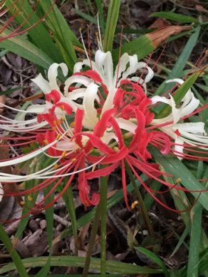 syaonload's profile picture. つまらない事を呟く糞雑魚
綺麗な絵を描かれる方等を手当たり次第フォローしてます。(私はかけません。)　プロフは気分で変わります