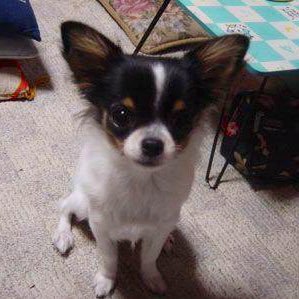 こはる 犬 猫 動物 迷子 捜索 埼玉県飯能市 迷子のボーダーコリーを探しています ご協力お願いいたします 迷子犬 メス 老犬 ボーダーコリー 埼玉 東京 飯能 入間 瑞穂 青梅 羽村 福生 小作 名栗 迷い犬 大型犬 中型犬 白黒 狭山 こはる 犬 猫 動物 迷子 捜索 埼玉県飯能市 迷子のボーダーコリーを探しています ご協力お願いいたします 迷子犬 メス 老犬 ボーダーコリー 埼玉 東京 飯能 入間 瑞穂 青梅 羽村 福生 小作 名栗 迷い犬 大型犬 中型犬 白黒 狭山