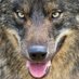 Canis lupus (@loboprotegido) Twitter profile photo Canis lupus (@loboprotegido) Twitter profile photo