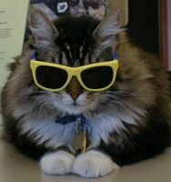 psytronica's profile picture. web-разработчик, делаю сайты, модули, плагины, на заказ. Работаю с PHP, Javascript, с PHP-фреймворком Codeigniter, с cms Joomla и Wordpress, с jquery и т.д.