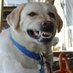 dirtydog3000 (@dirtydog30001) Twitter profile photo