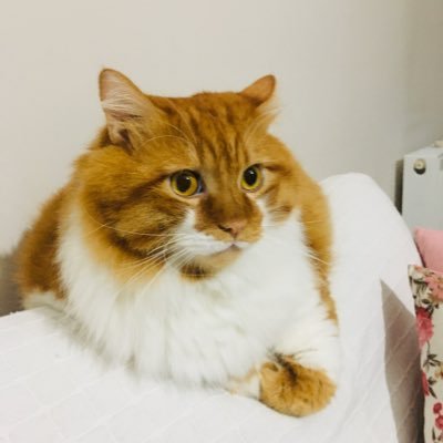 sezar201628's profile picture. Sezar2016