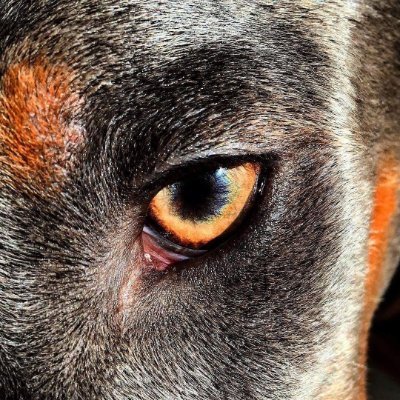 WinterDober's profile picture. shiny dobémon trainer