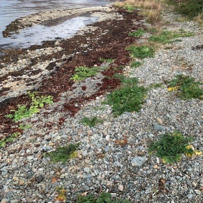 SUIG_Scot_Incl's profile picture. A collaboration of Scottish universities at which teacher education takes place. Interested in all things inclusive/diverse & educational in Scotland!