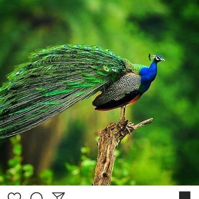 のんびり家庭菜園をしながら生活中　平和な毎日を満喫してます。