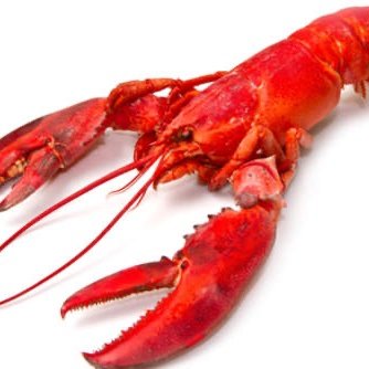 I AM ROBLOX RED LOBSTER AND I SUPPORT THE QUACK HOUSE