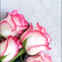 هُدُوء (@hadramiah1972) 's Twitter Profile Photo