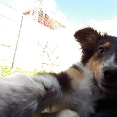 OkSoytimo's profile picture. Me gusta pasear y dormir.-