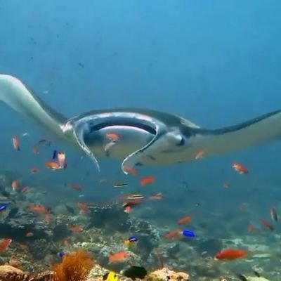 Ecu_Pacto_Verde's profile picture. Siembra vida, únete al pacto #FirmesConElCambio #PactoVerdeManta #MantaEstáEnTusManos #MantaReverdece #Manta