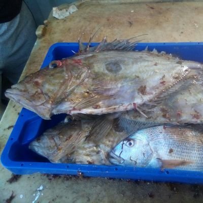 remeruso's profile picture. 