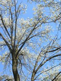 MyColumbusOhBlg's profile picture. Ohio-lover who enjoys eating, cooking and talking but hates mowing the lawn!