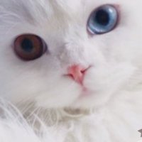 ニジマス (@vc2r1t) 's Twitter Profile