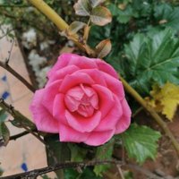 Amrani Mariam (@amranimariam1) 's Twitter Profile