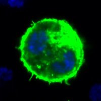 Ortego´s lab (@s_ortego) 's Twitter Profile Photo Ortego´s lab (@s_ortego) 's Twitter Profile Photo