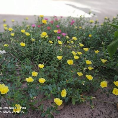 anoanshi's profile picture. 