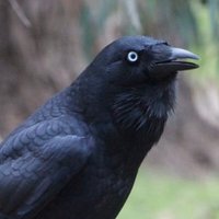 The Raven(@The_R_a_v_e_n) 's Twitter Profile Photo