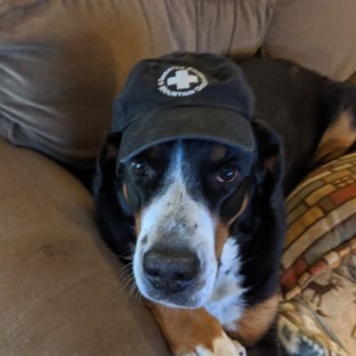 jfranklin566's profile picture. I like dogs