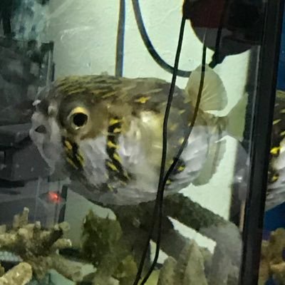 ハリセンボン サザングローブフィッシュの産卵現場です オスがいなくても卵は産むみたいですね 海水魚 海水魚水槽 ふぐ フグ フグ水槽 フグ飼育 ペット マリンアクアリウム Marineaquarium Marinefish Saltwaterfish Pet Pufferfish ハリセンボン サザングローブフィッシュの産卵現場です オスがいなくても卵は産むみたいですね 海水魚 海水魚水槽 ふぐ フグ フグ水槽 フグ飼育 ペット マリンアクアリウム Marineaquarium Marinefish Saltwaterfish Pet Pufferfish
