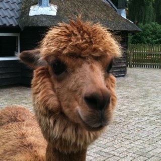 jantinusssss's profile picture. 